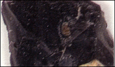 Black Onyx